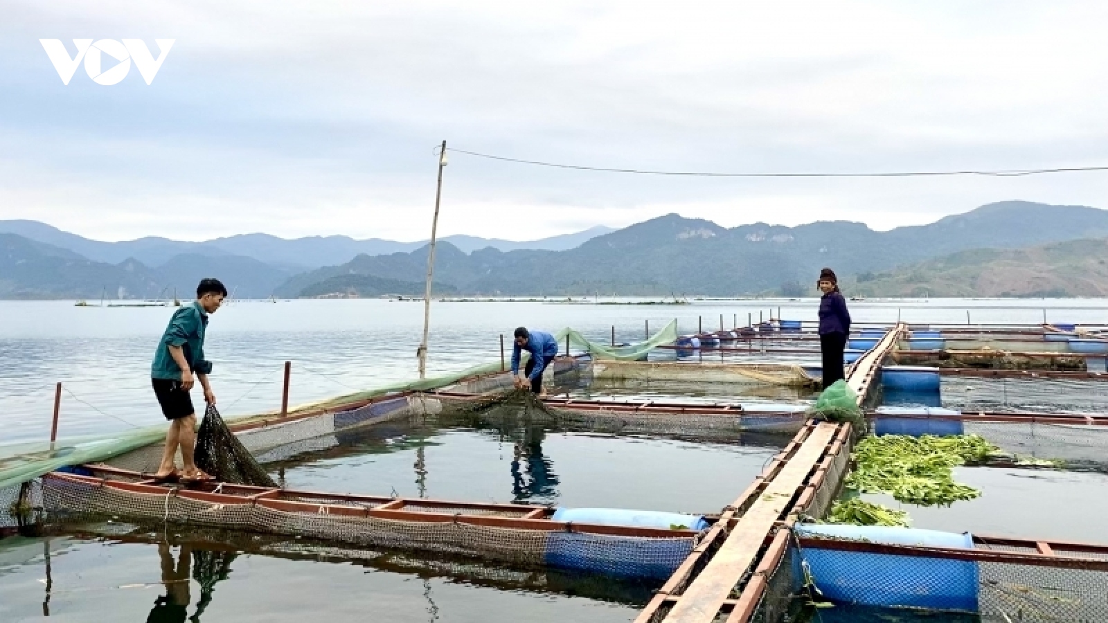 Sơn La tích cực tìm đầu ra ổn định cho nghề nuôi cá lồng