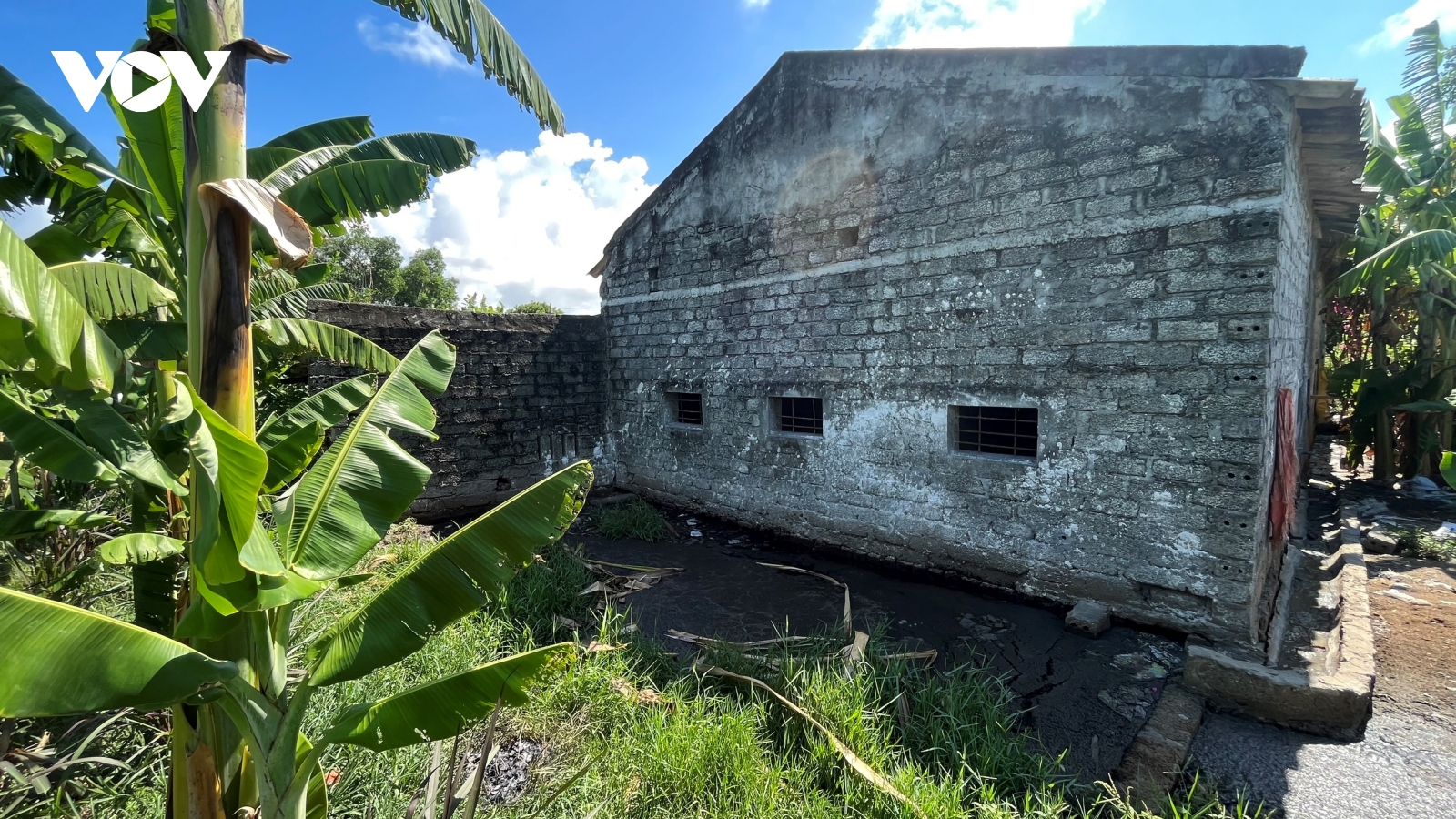 Bé gái 3 tuổi tử vong do rơi xuống bể chứa chất thải chăn nuôi