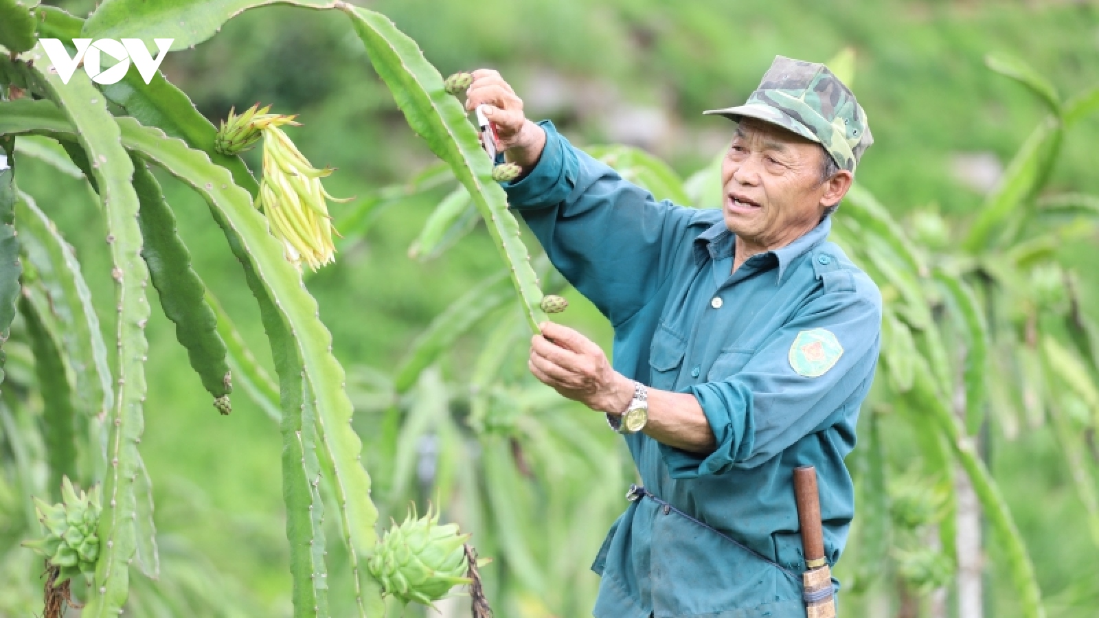 Cựu chiến binh gương mẫu trong cộng đồng dân tộc Mông ở vùng cao Sơn La