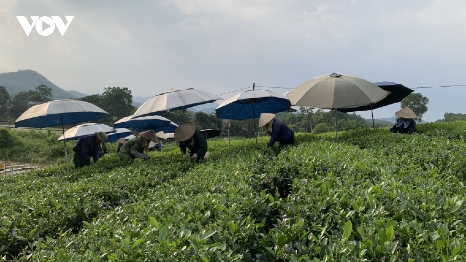 Đa dạng hướng sản xuất và tiêu thụ sản phẩm chè