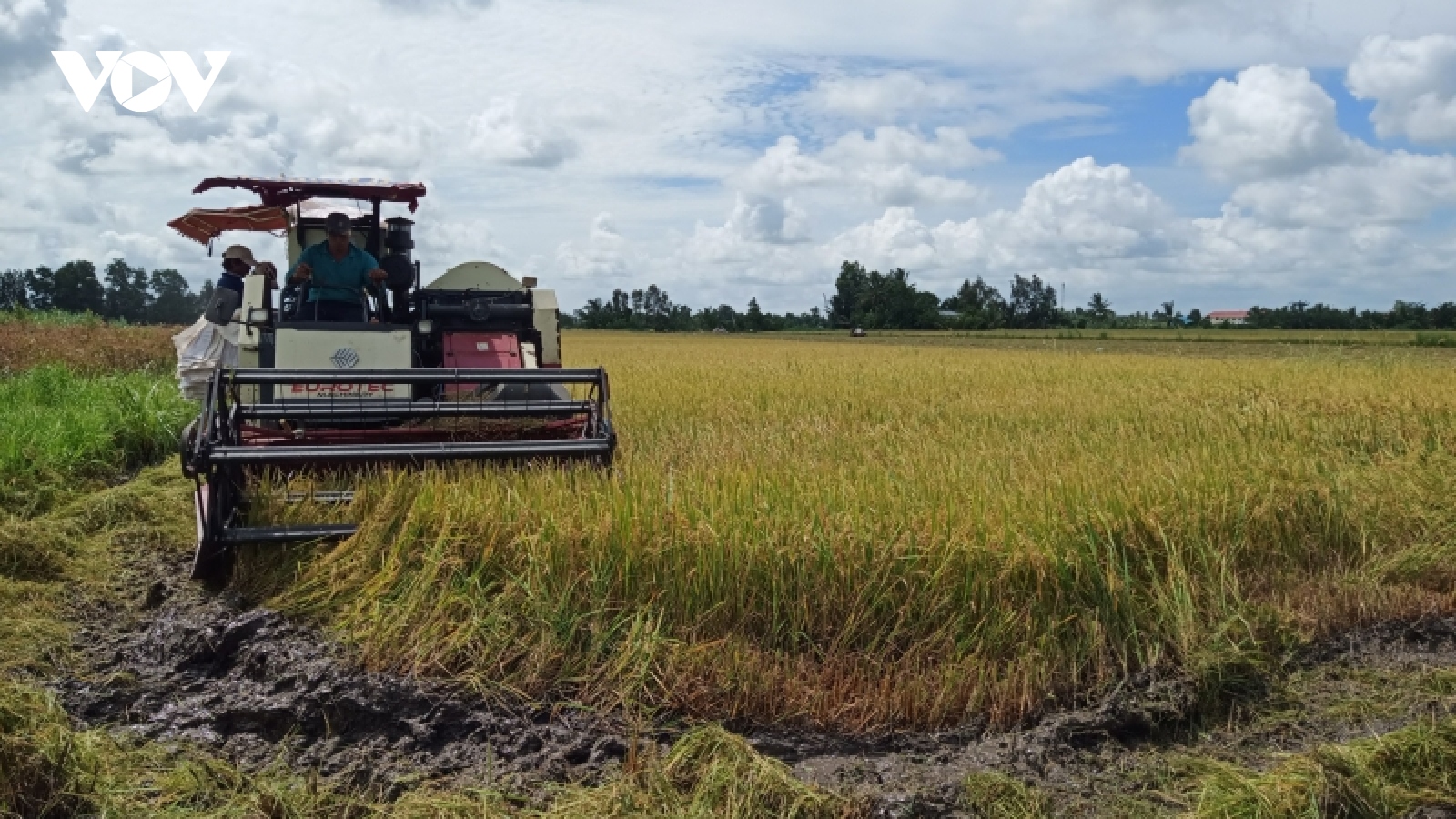 Giá lúa Hè Thu tăng, thương lái tới tận ruộng đặt cọc