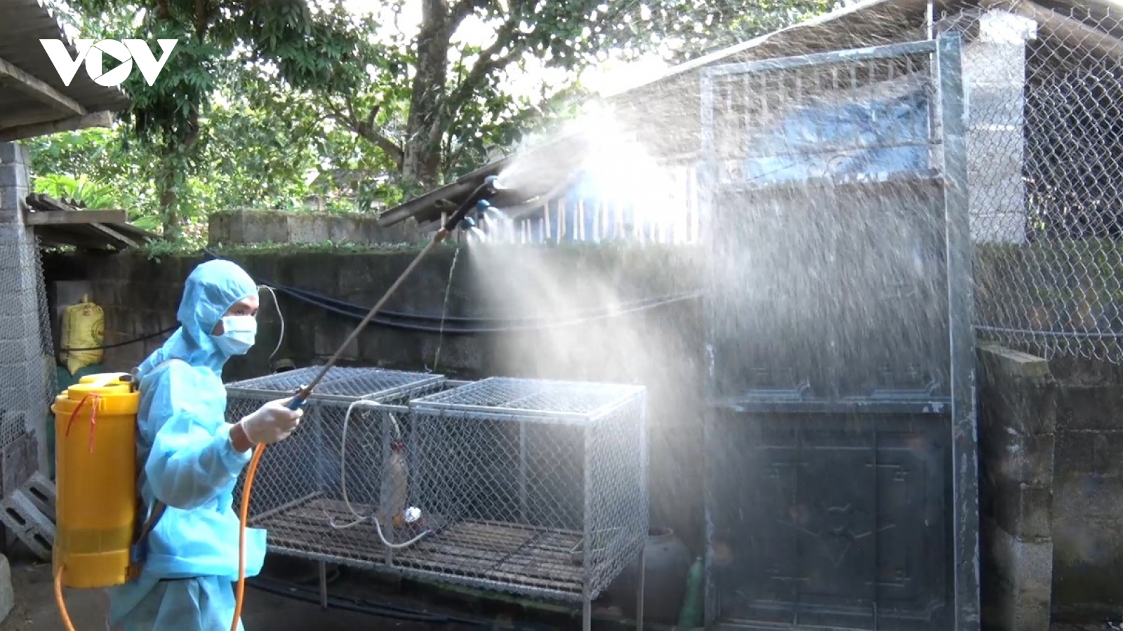 Lạng Sơn tăng cường phòng chống dịch tả lợn Châu Phi