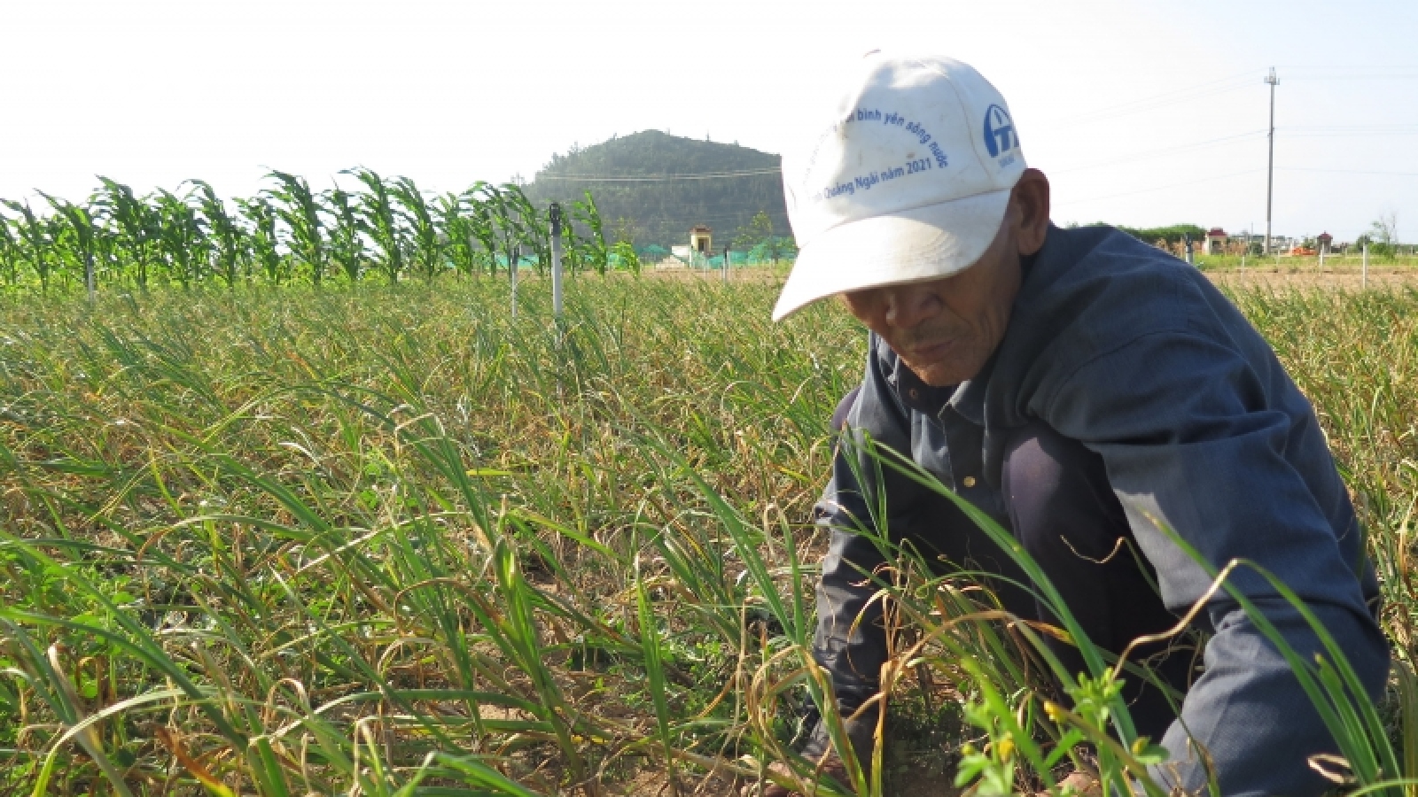 Cơ hội để người trồng tỏi Lý Sơn ổn định thu nhập