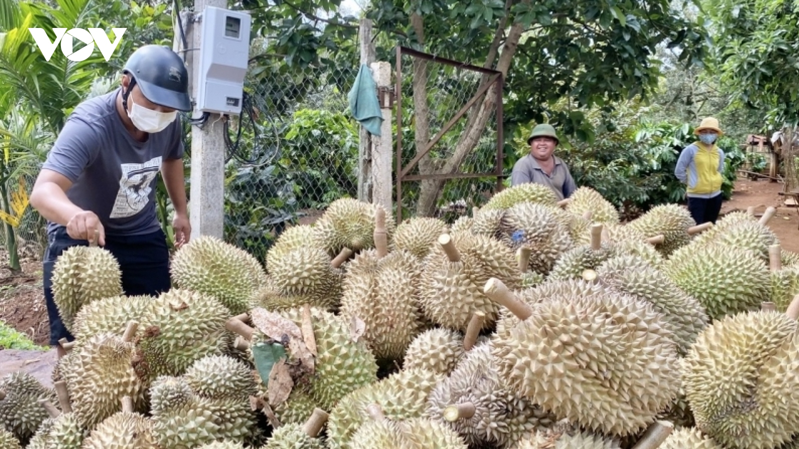 Giá sầu riêng tăng cao, Đắk Lắk dự kiến có mùa bội thu kỷ lục
