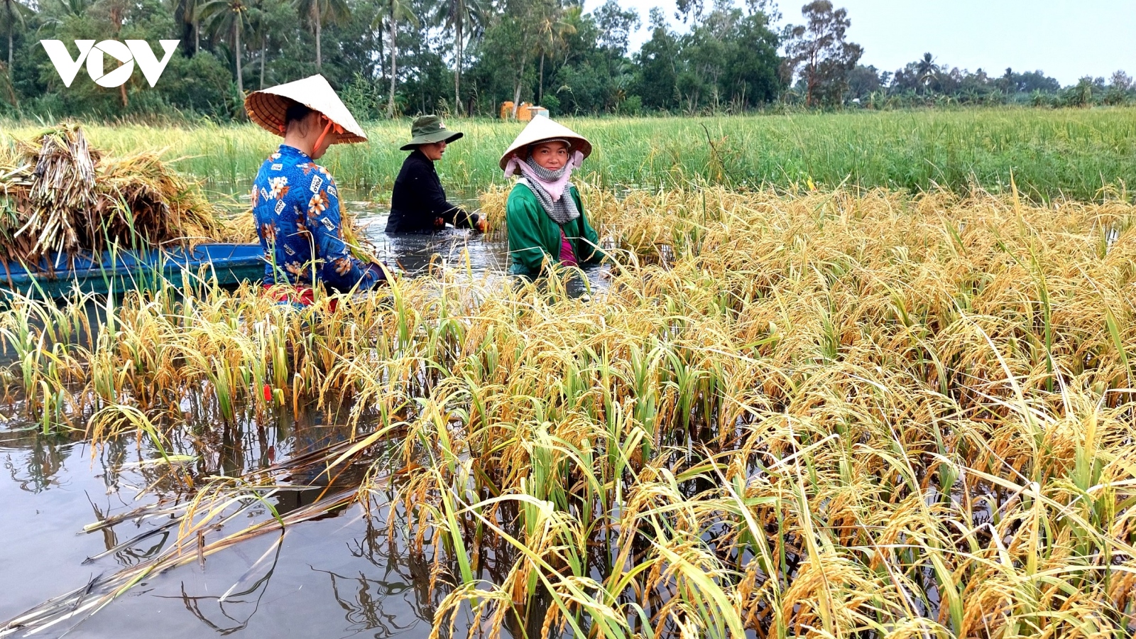 Người dân Cà Mau ngâm nước, vớt từng bông lúa ngập