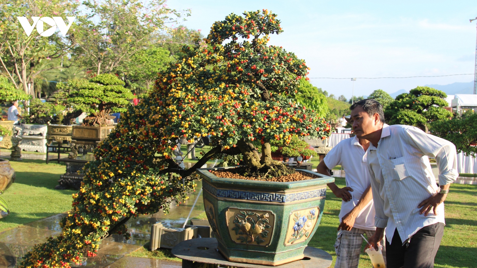 Mãn nhãn với dàn cây cảnh hội tụ tại Bình Định