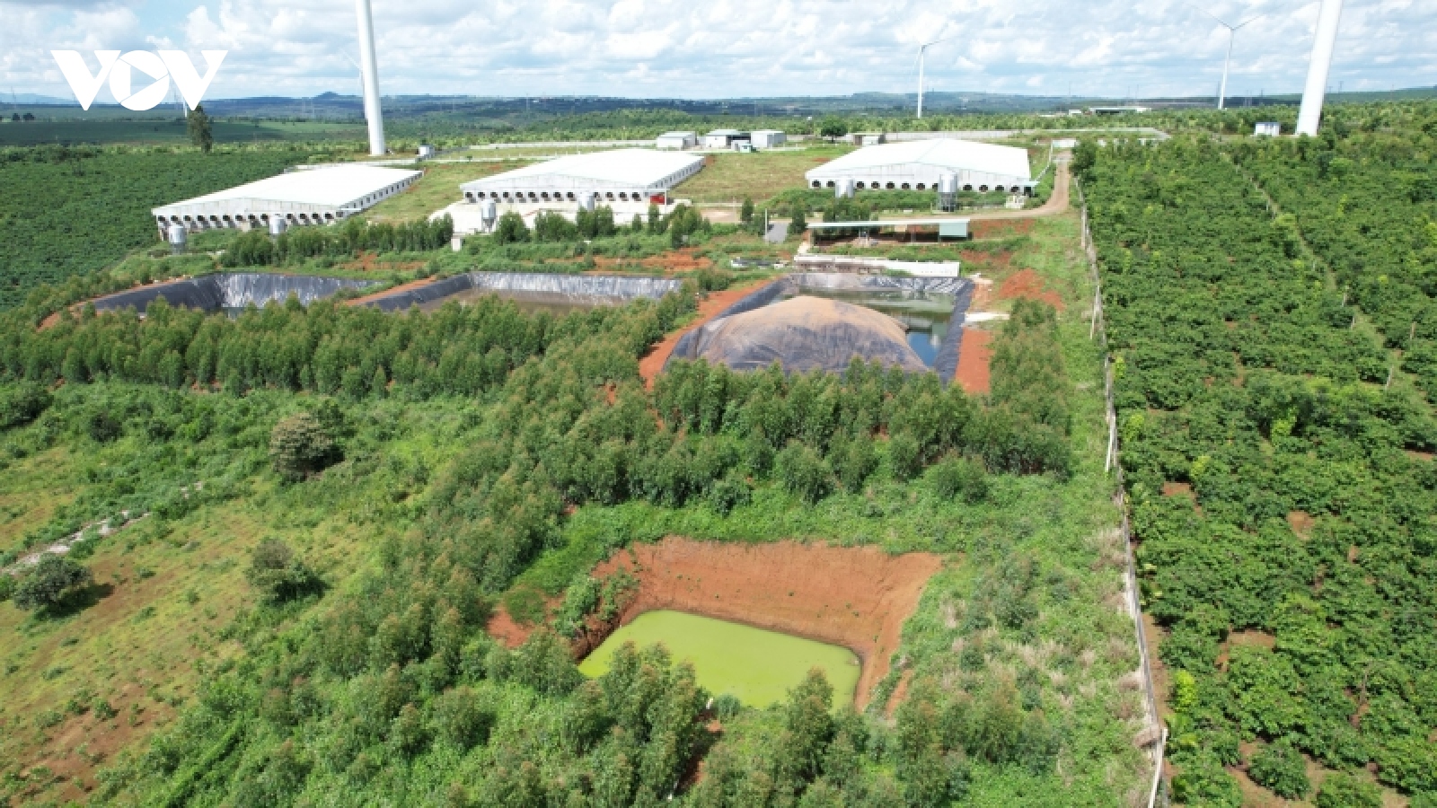 Gia Lai liên tiếp phát hiện nhiều trại nuôi heo không có giấy phép môi trường