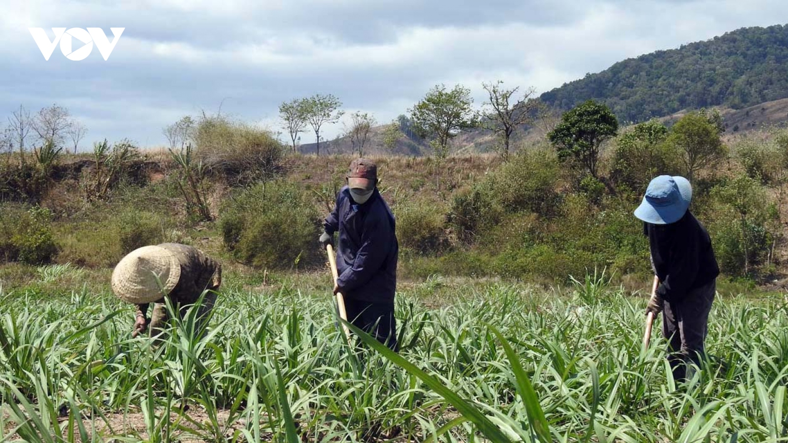 Mở rộng vùng mía nguyên liệu Kon Tum thêm gần 900ha
