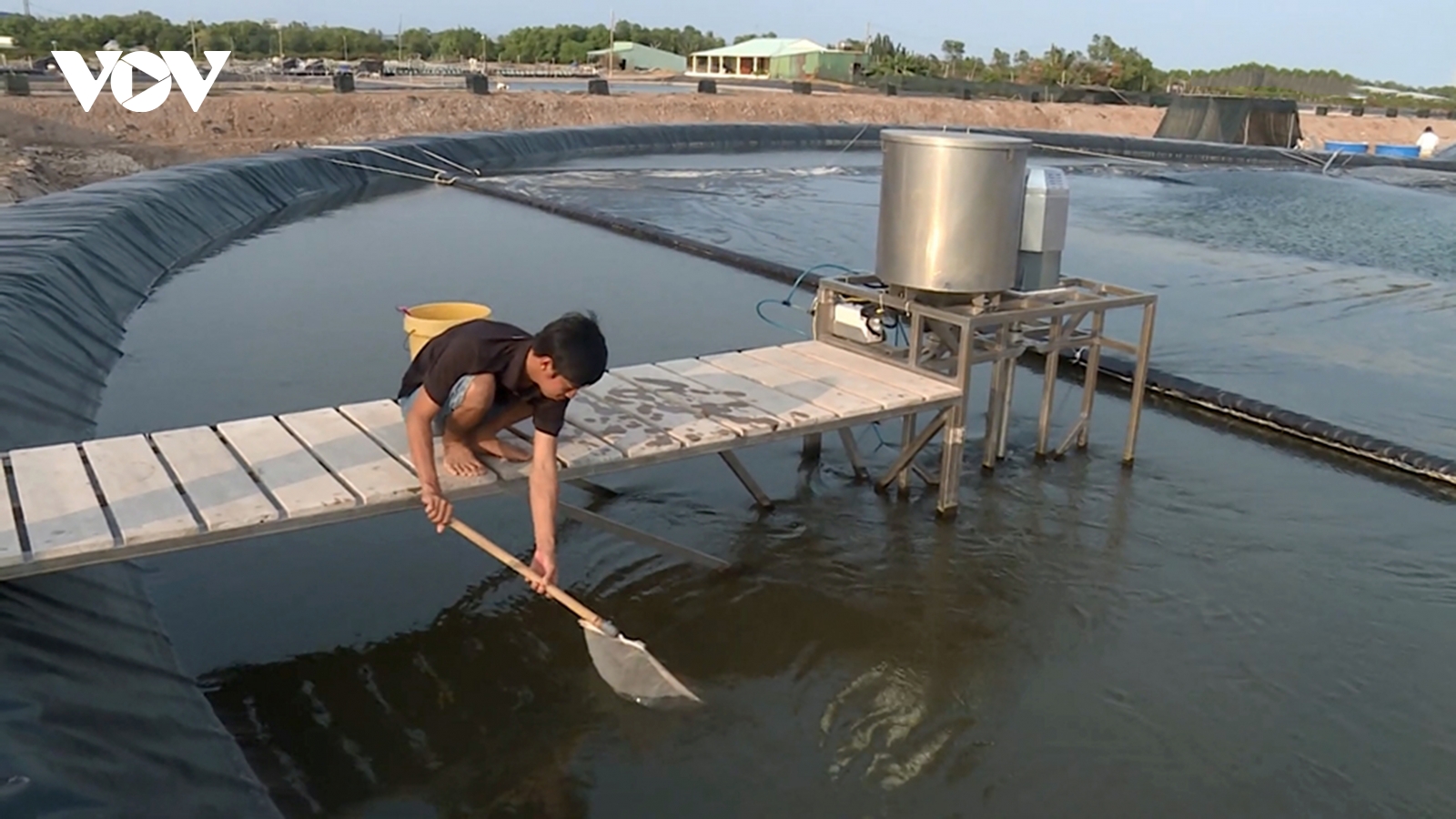 Tôm nuôi ở Trà Vinh bị thiệt hại nặng do thời tiết bất thường