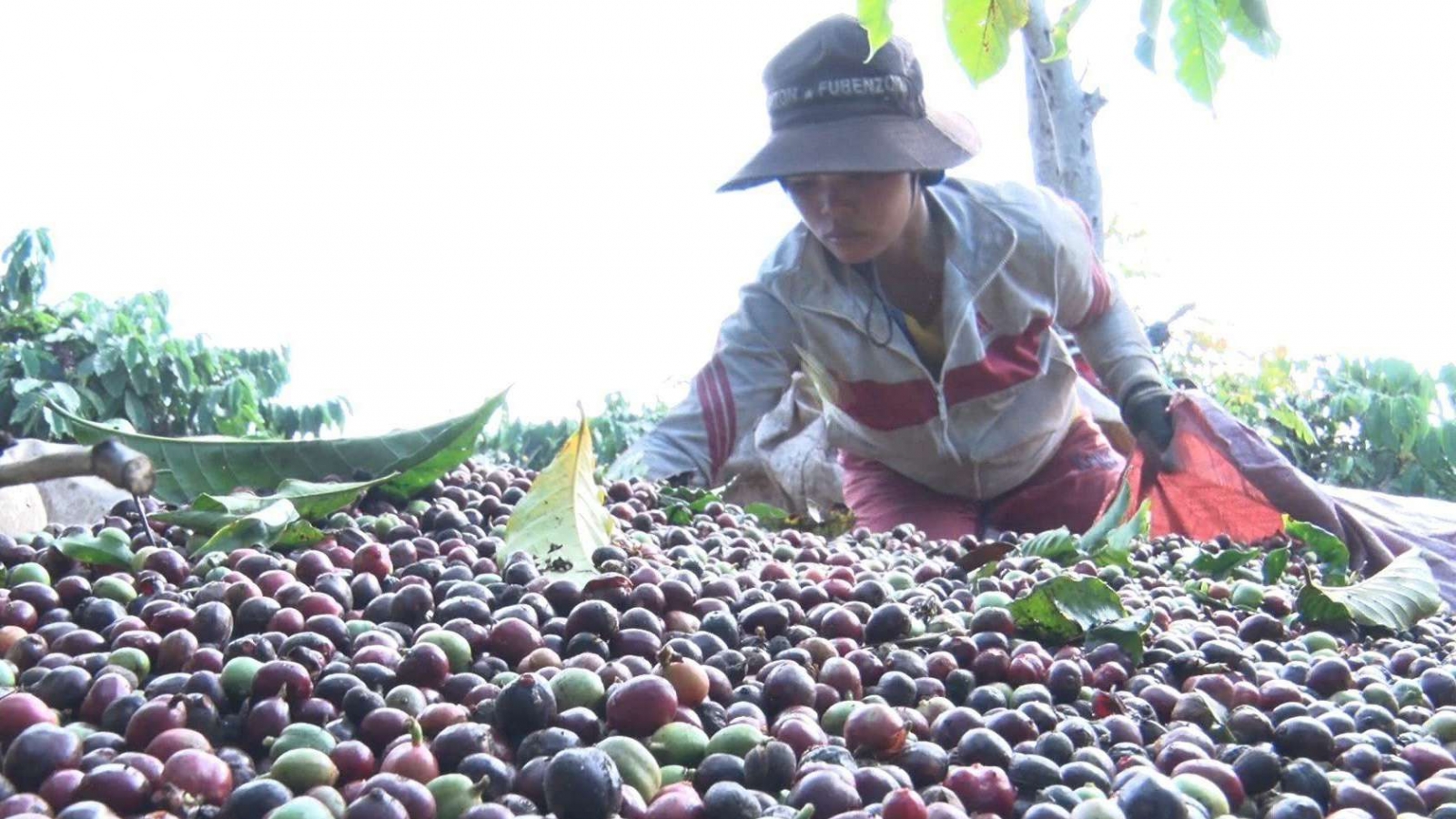 Giá cà phê hôm nay 18/4: Giá cà phê trong nước thu mua cao nhất 133.800 đồng/kg