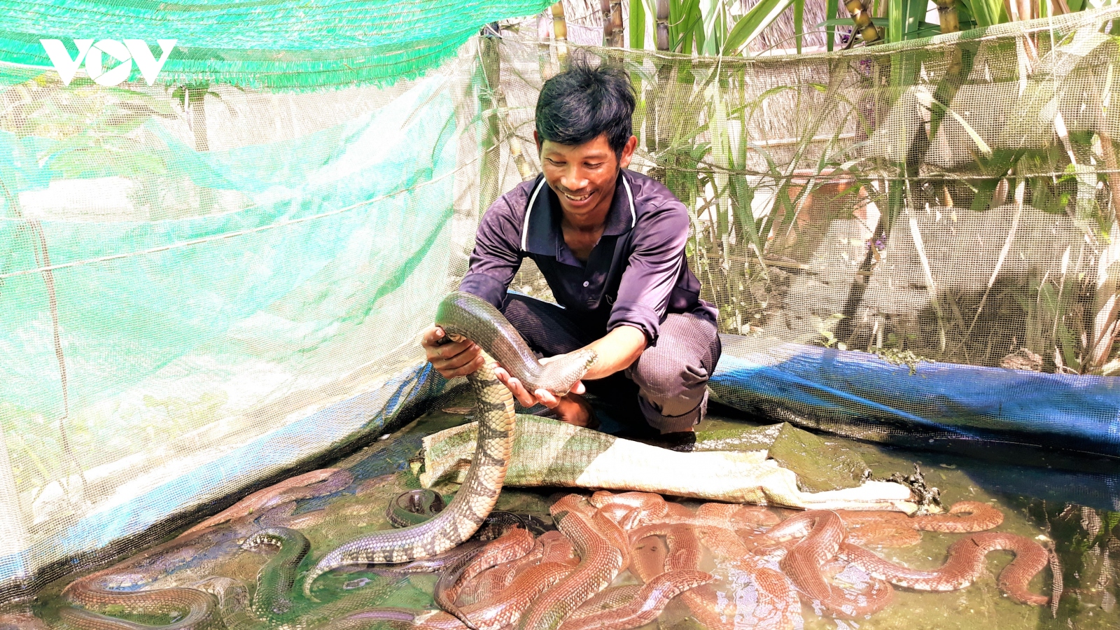 Hàng chục ngàn hộ nông dân dân tộc thiểu số ở Sóc Trăng giúp nhau làm giàu
