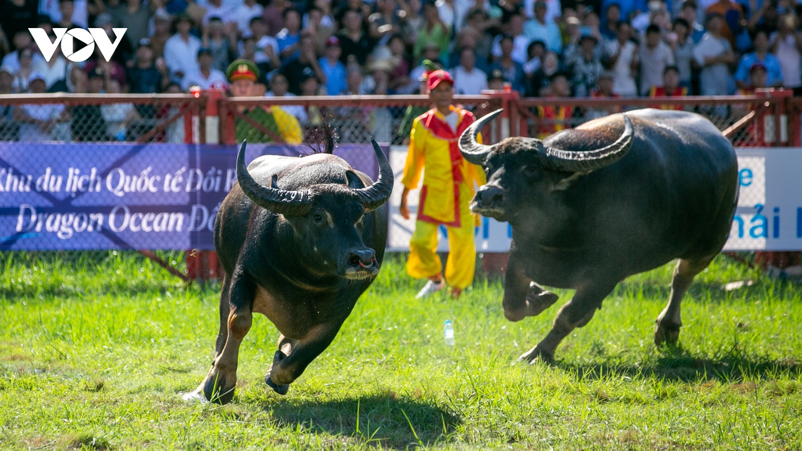 Gần 20.000 người về Đồ Sơn xem các “ông trâu” so tài