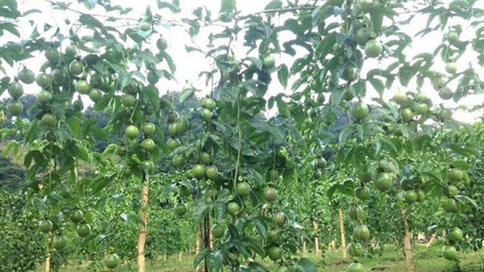 Sơn La được cấp 4 mã số vùng trồng cho cây chanh leo