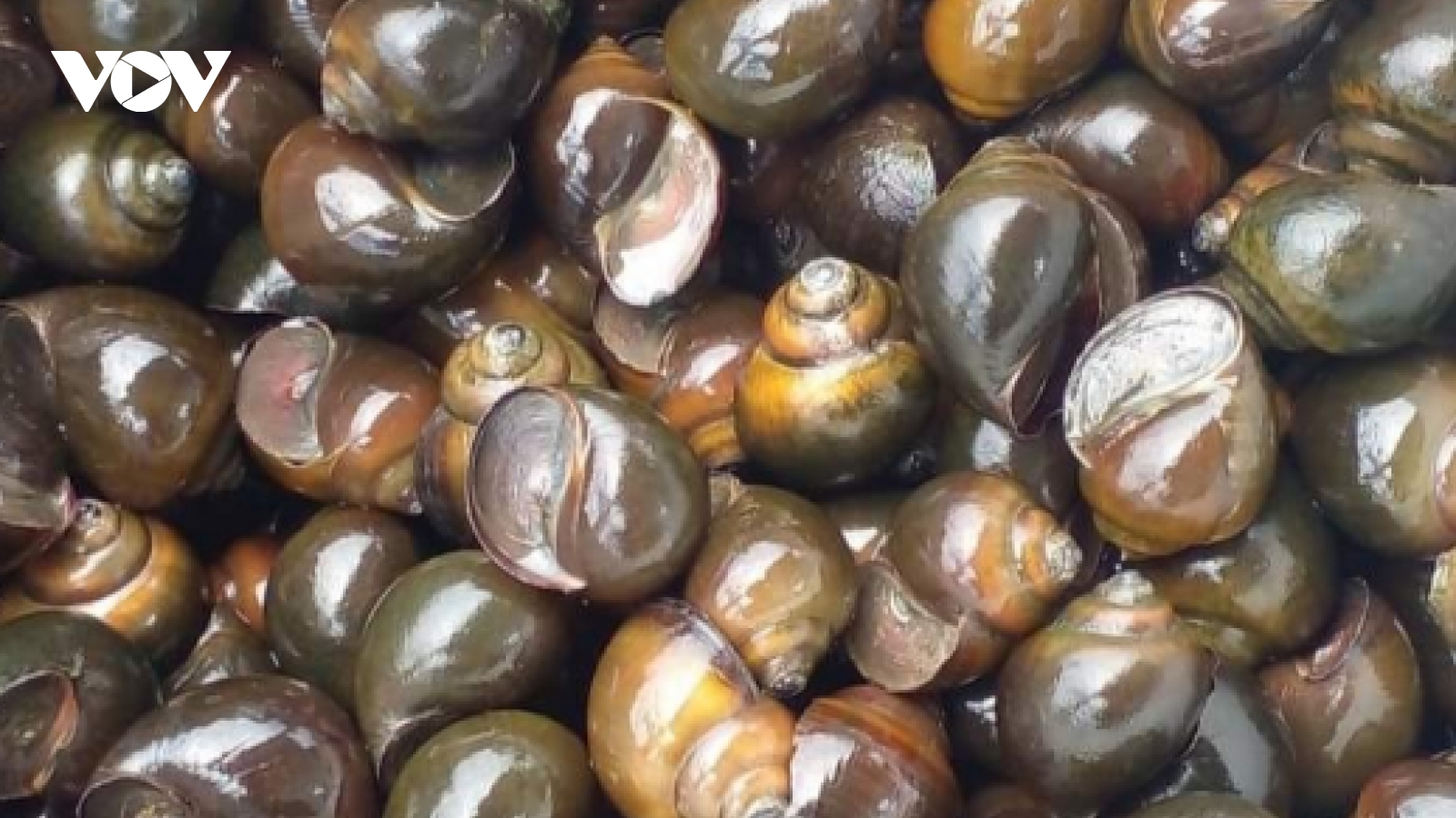 Nuôi ốc bươu đen ít vốn, thu nhập cao giúp nhiều bạn trẻ ở Quảng Nam làm giàu