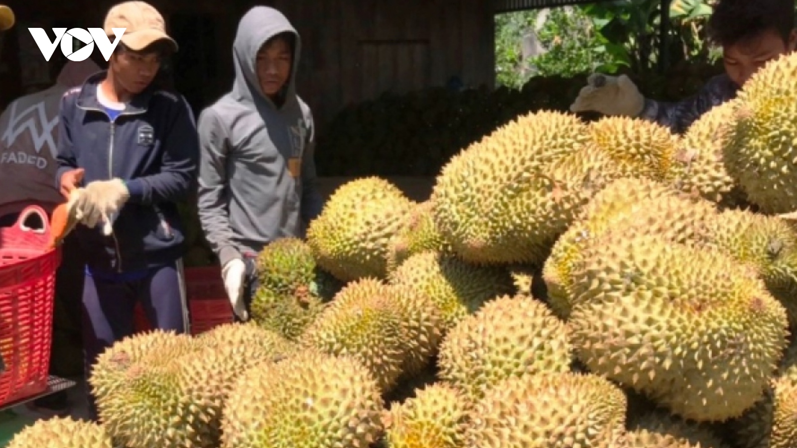 Xuất khẩu rau quả đã vượt cả năm 2022