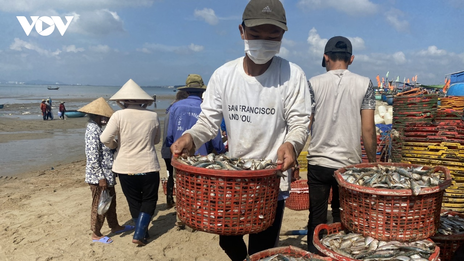 Vào mùa cá trích, ngư dân kiếm tiền triệu sau vài giờ ra biển