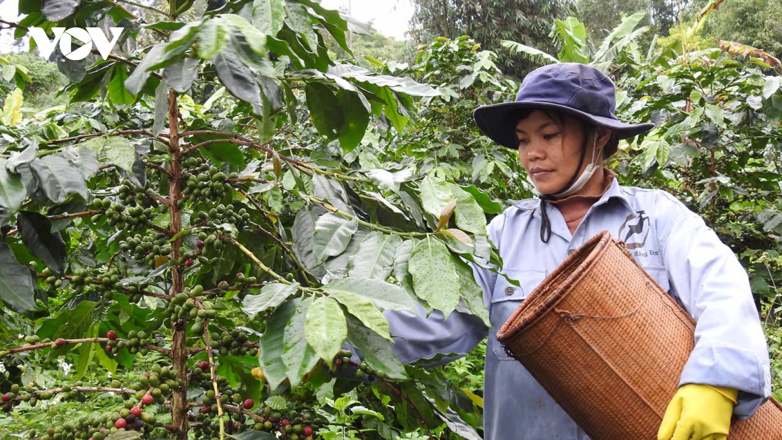 Trăn trở với cây cà phê xứ lạnh ở Kon Tum