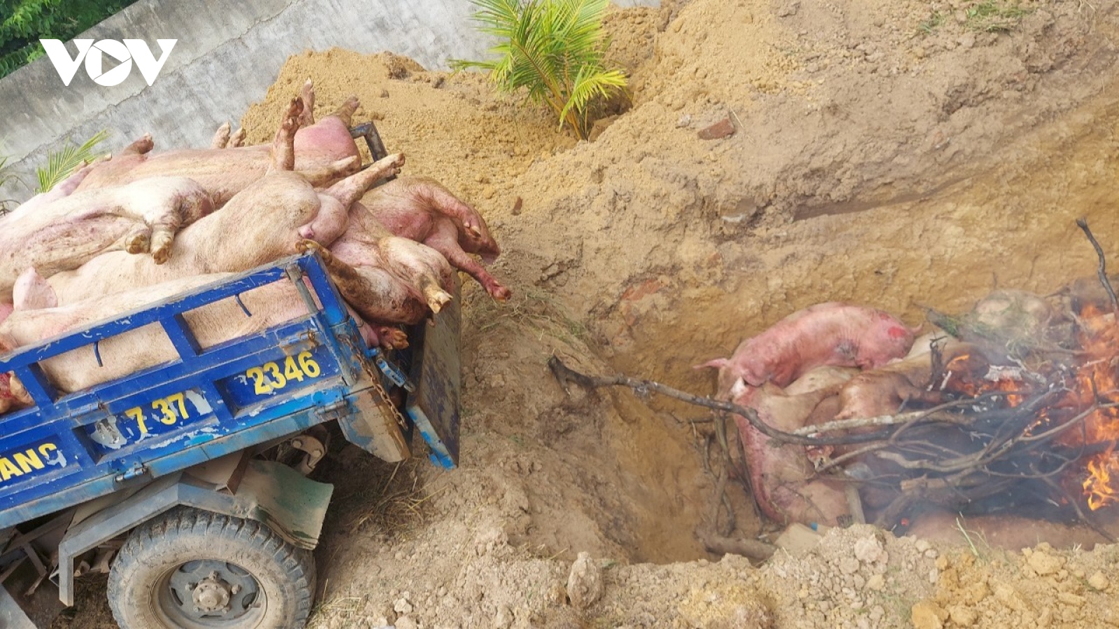 Dịch tả heo châu Phi diễn biến phức tạp tại Đồng Nai