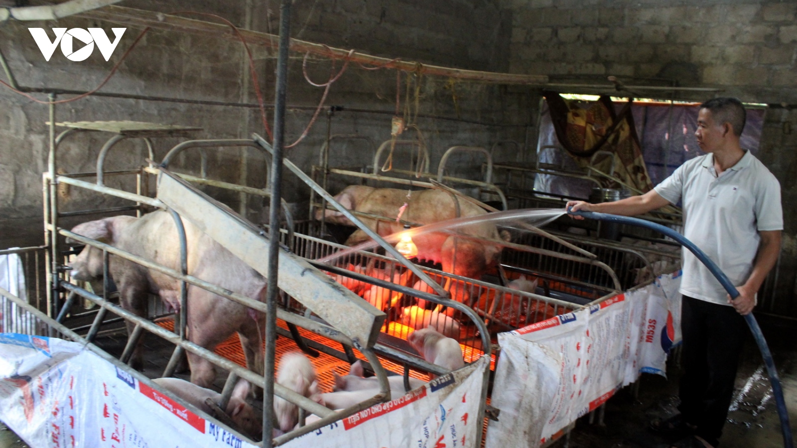 Bùng phát dịch tả lợn Châu Phi ở Quảng Trị