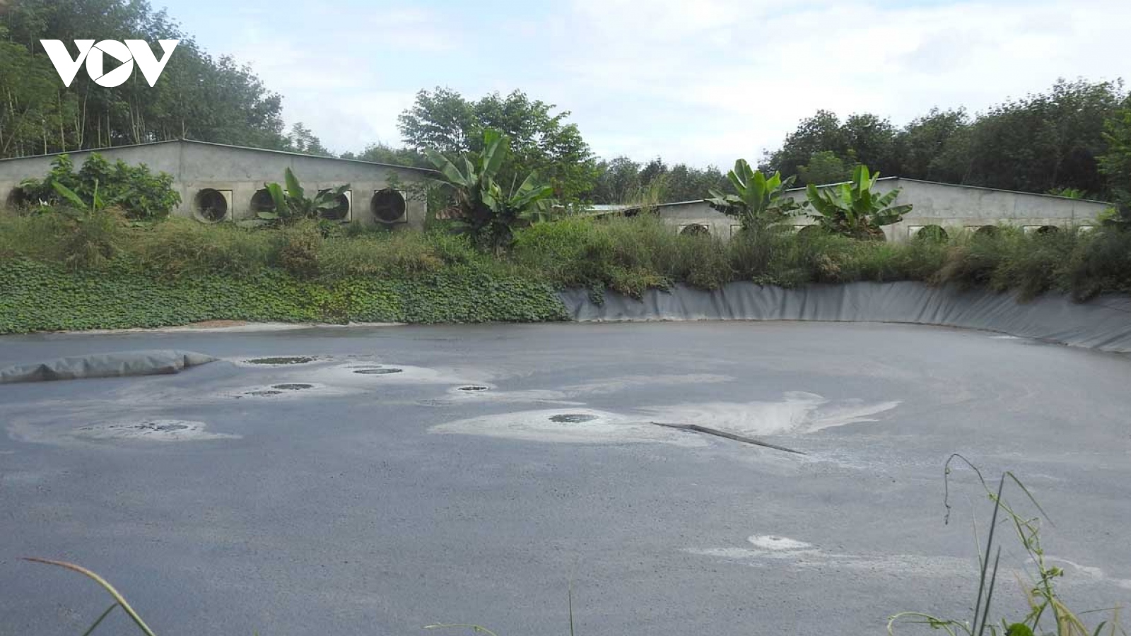 Kon Tum phạt trại nuôi heo gây ô nhiễm môi trường ở huyện Đăk Hà 35 triệu đồng