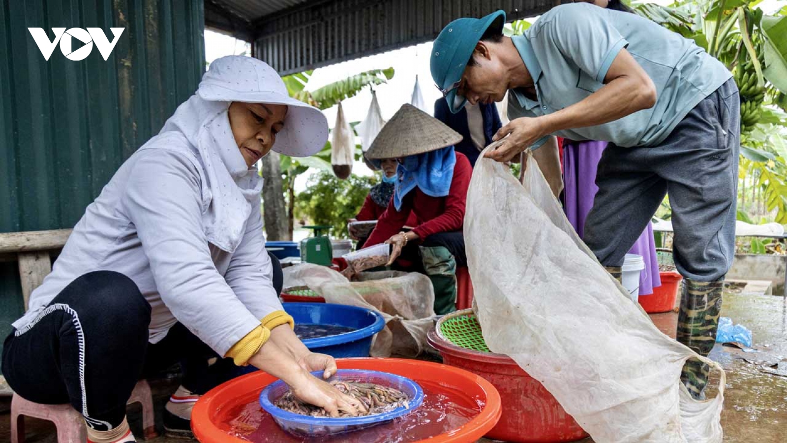 Mùa rươi chính vụ ở Tứ Kỳ, Hải Dương người dân vớt đến đâu bán hết đến đó