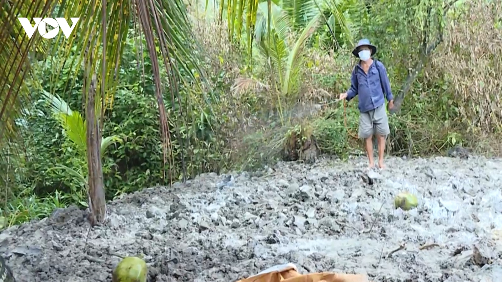 Vĩnh Long khống chế kịp thời ổ dịch tả heo châu Phi
