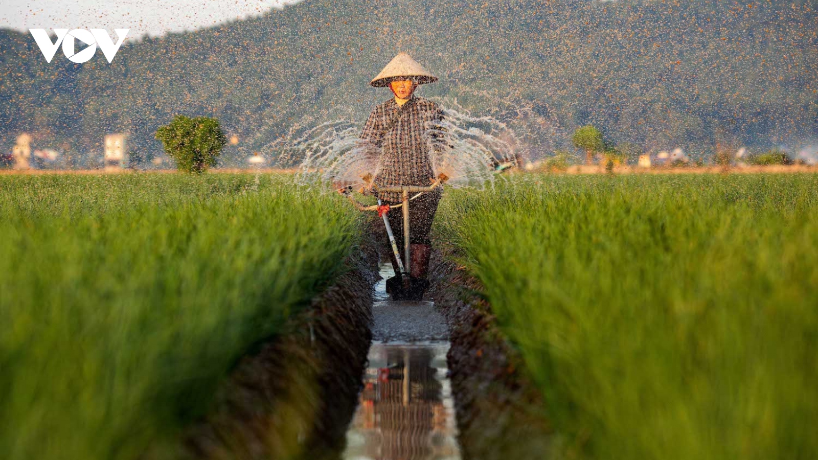 Về thăm “thủ phủ” hành, tỏi ở Hải Dương