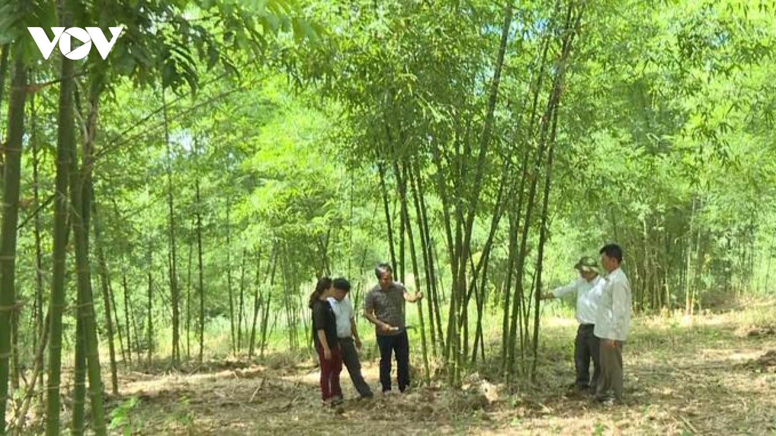 Tìm hướng đi cho “vàng xanh” Thanh Hoá