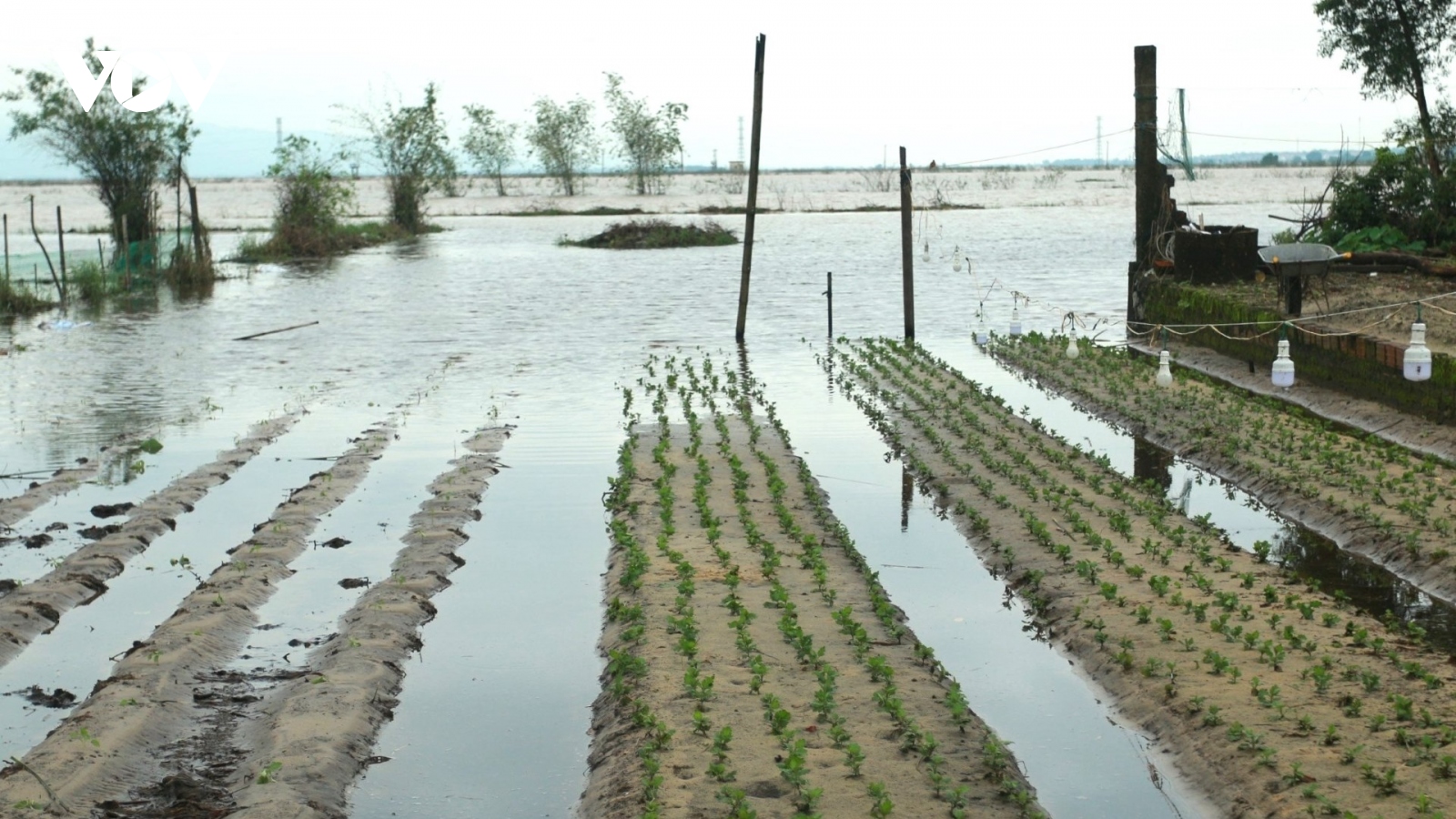 Mưa lớn ngập cục bộ, nông dân Quảng Bình khẩn trương tiêu úng, cứu vụ hoa Tết