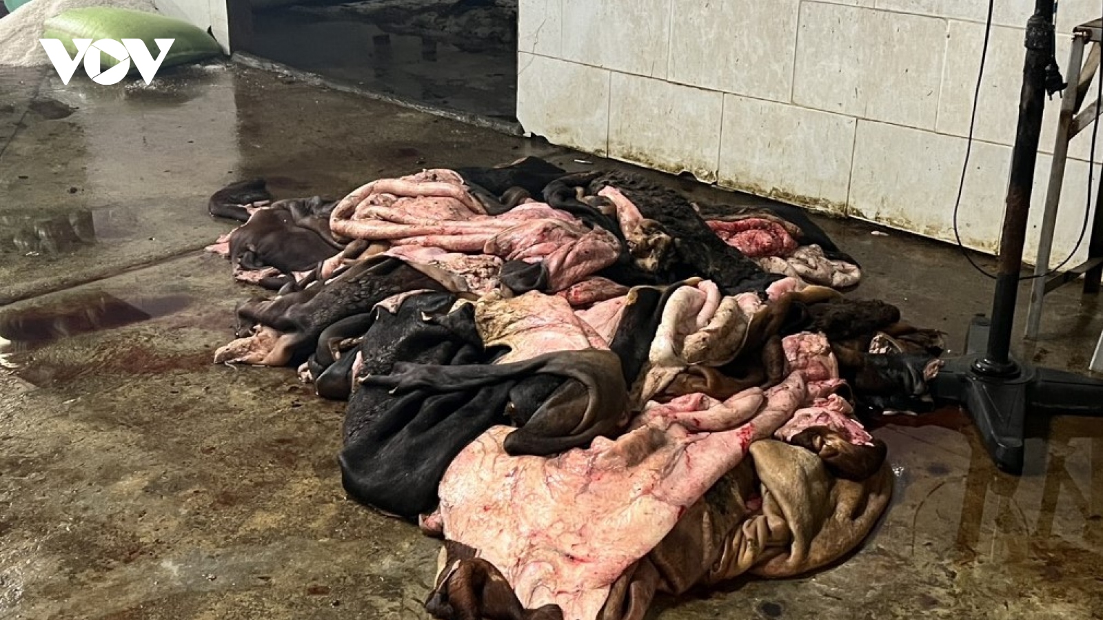Phát hiện cơ sở đang sơ chế gần 4 tấn da bò bốc mùi hôi thối ở Đà Nẵng