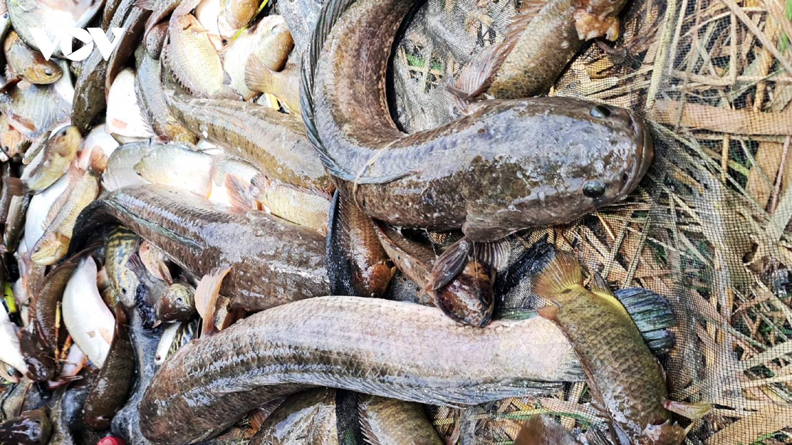 “Nghị quyết bảo vệ cá đồng” đi vào lòng dân