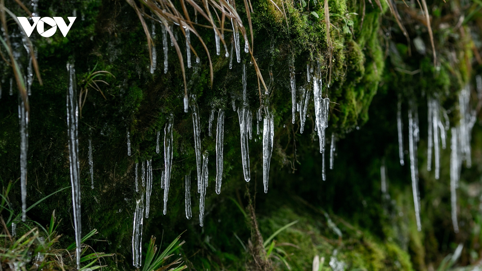 Bất chấp rét đậm, du khách đổ về đỉnh Phia Oắc ngắm băng giá