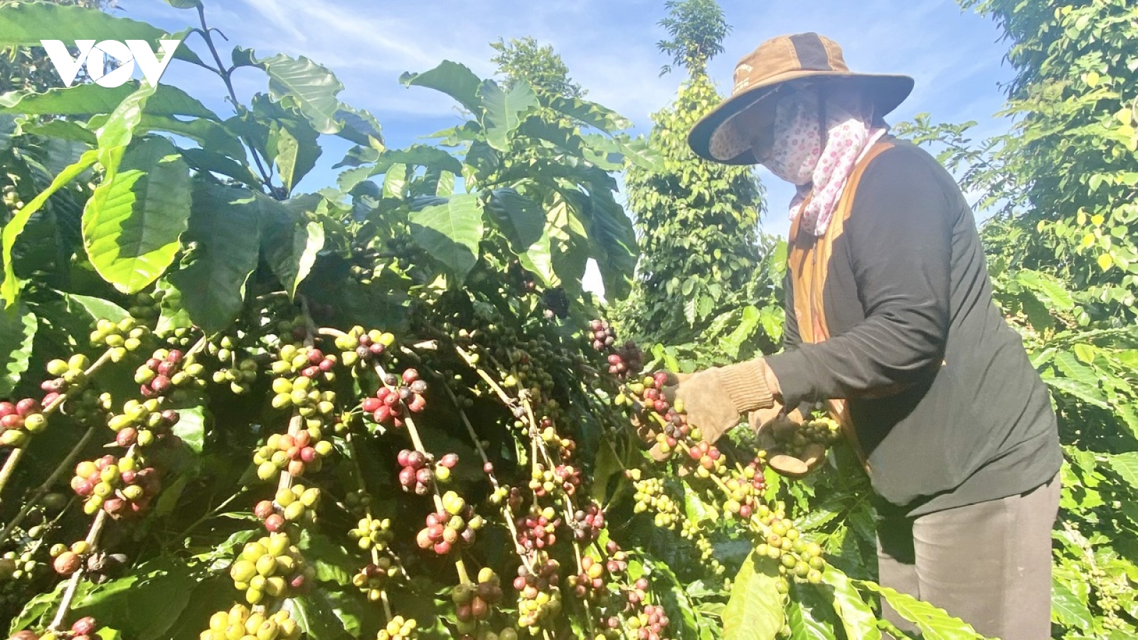 Nông nghiệp Đắk Lắk thu hơn 22.000 tỷ đồng trong năm 2023