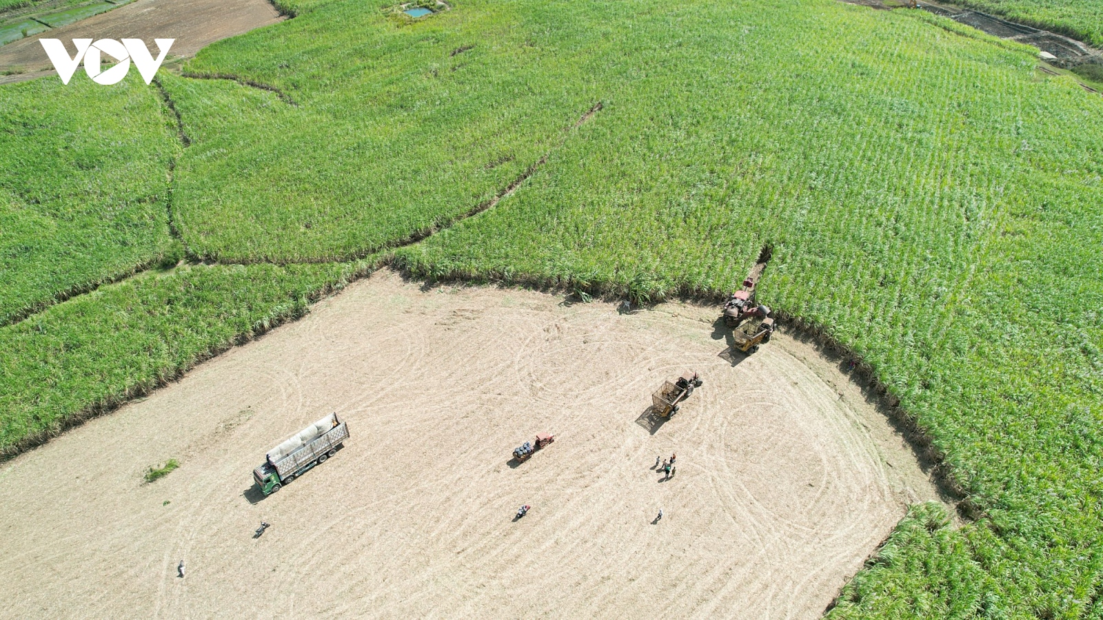 Bà con Ba Na đón mùa mía ngọt từ cánh đồng lớn