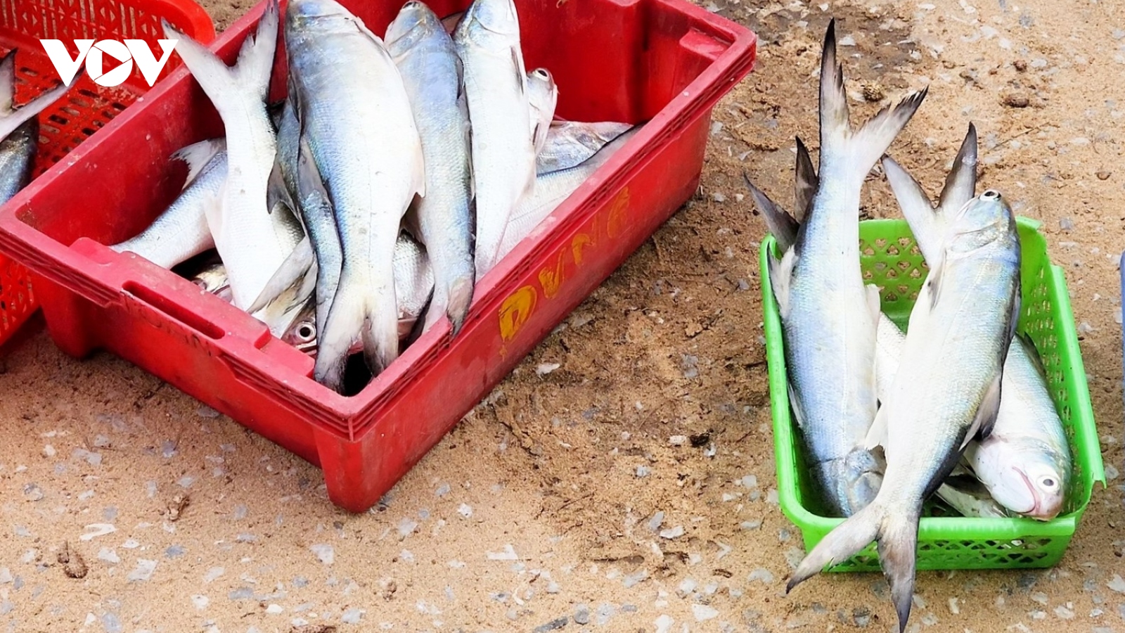 Chuyến biển đầu năm mới, ngư dân Quảng Bình trúng đậm cá nhụ