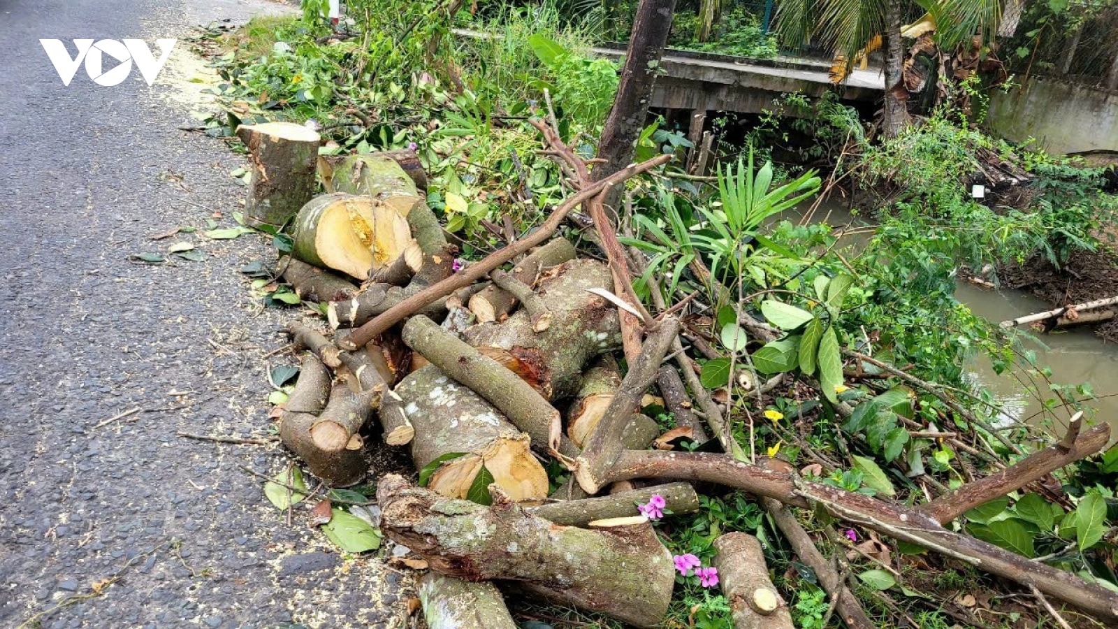 Cây xanh bị đốn hạ, chết khô gây bức xúc ở Tiền Giang