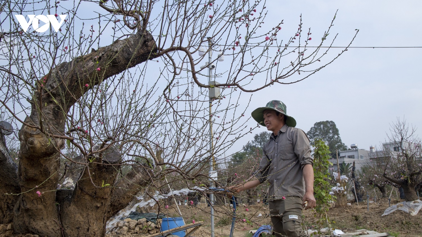 "Thủ phủ" trồng đào cảnh lớn nhất ở Hải Phòng tất bật những ngày cận Tết