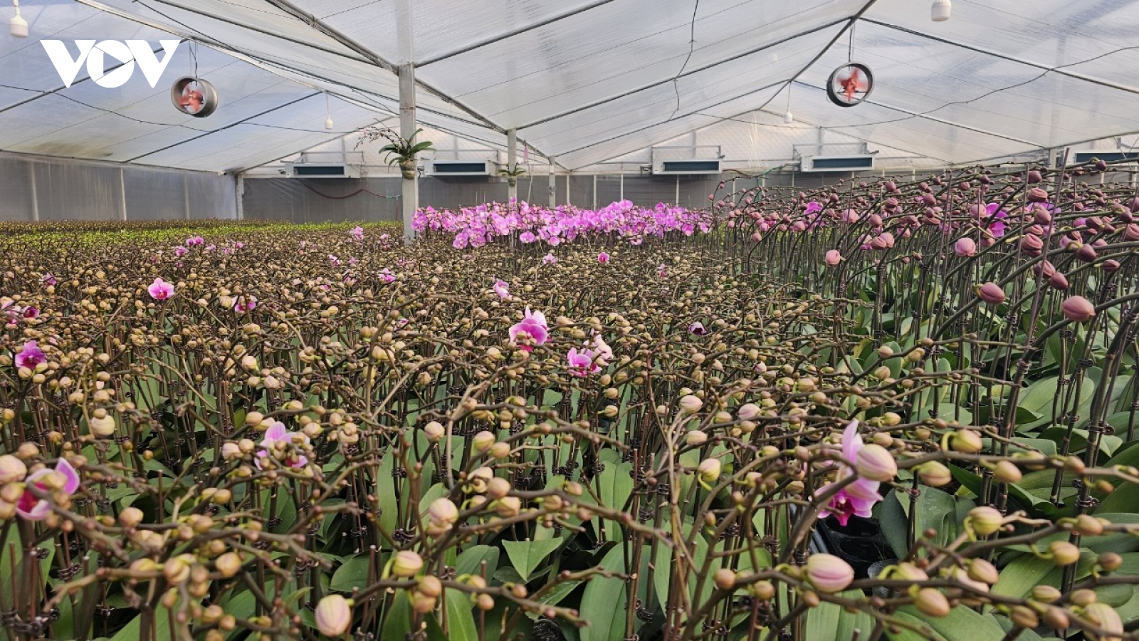 Nhiều trang trại hoa tăng tốc cho mùa thu hoạch lớn nhất trong năm