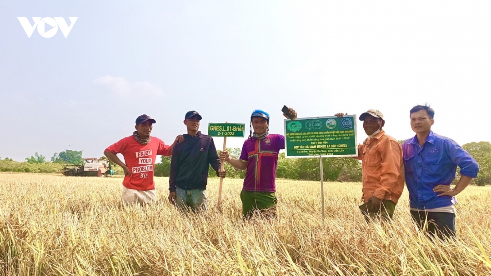 Triển vọng từ mô hình đặc sản gạo Briêt hữu cơ ở huyện biên giới Ea Súp