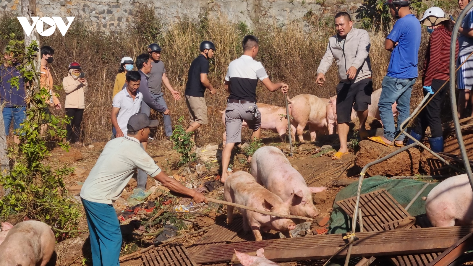 Xe tải lật bên đường, người dân giúp tài xế trông đàn heo