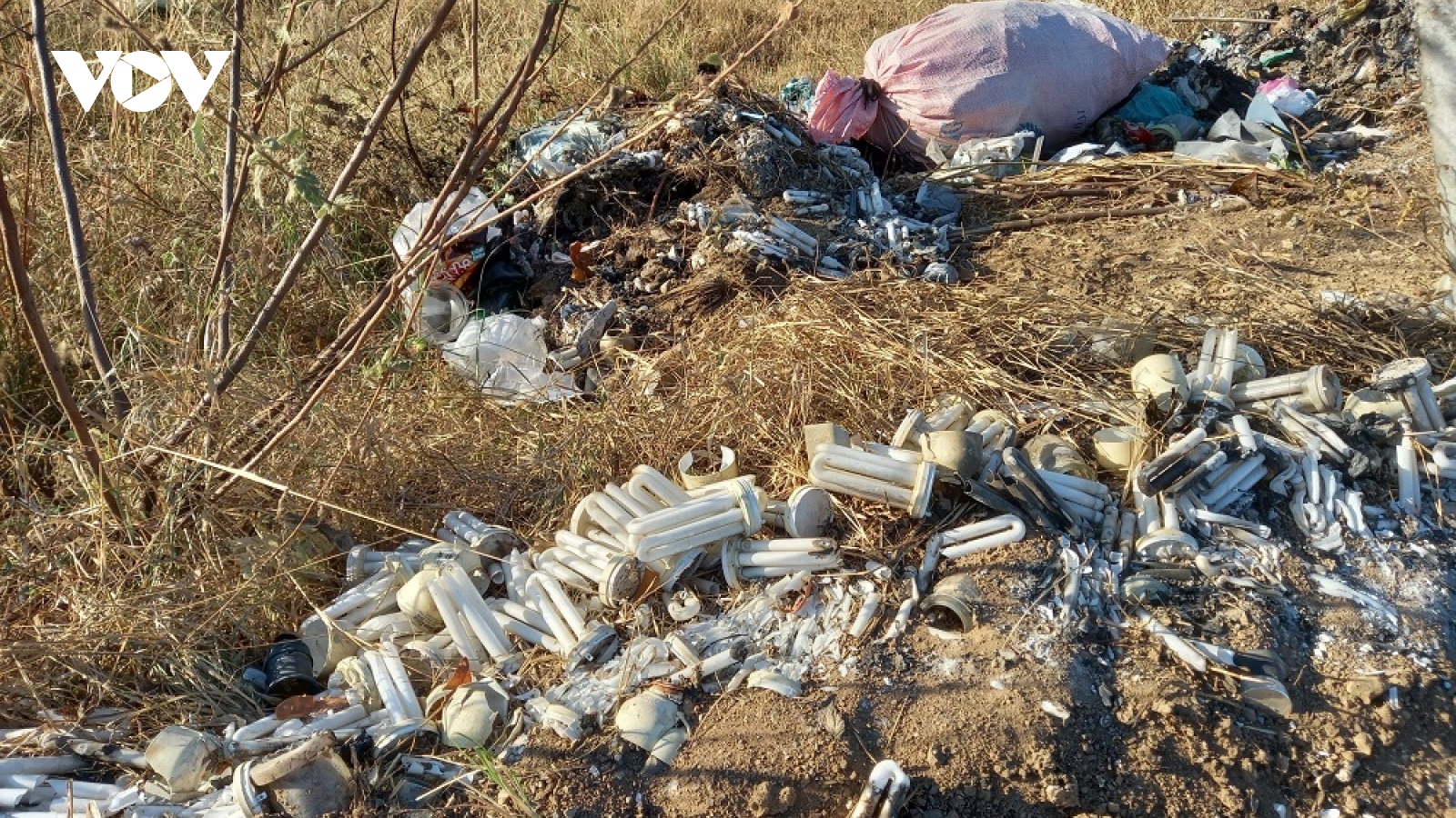 Nguy hại từ rác thải bóng đèn chong thanh long hỏng ở Bình Thuận