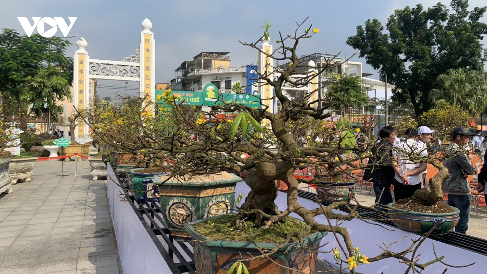 Khai mạc Lễ hội Hoàng mai Huế 2024