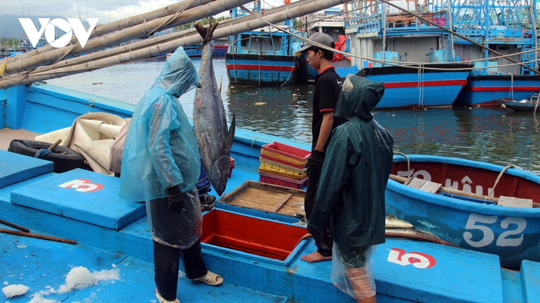 Ngư dân Bình Định bám biển xuyên Tết với khát vọng làm giàu từ biển quê hương