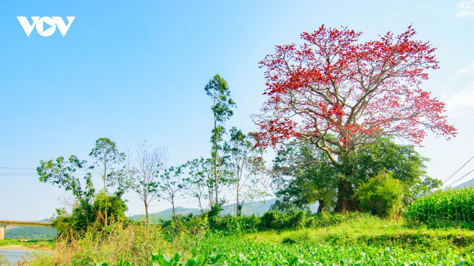 Đẹp ngỡ ngàng cây gạo cổ thụ nở hoa giữa bãi bồi sông Vu Gia