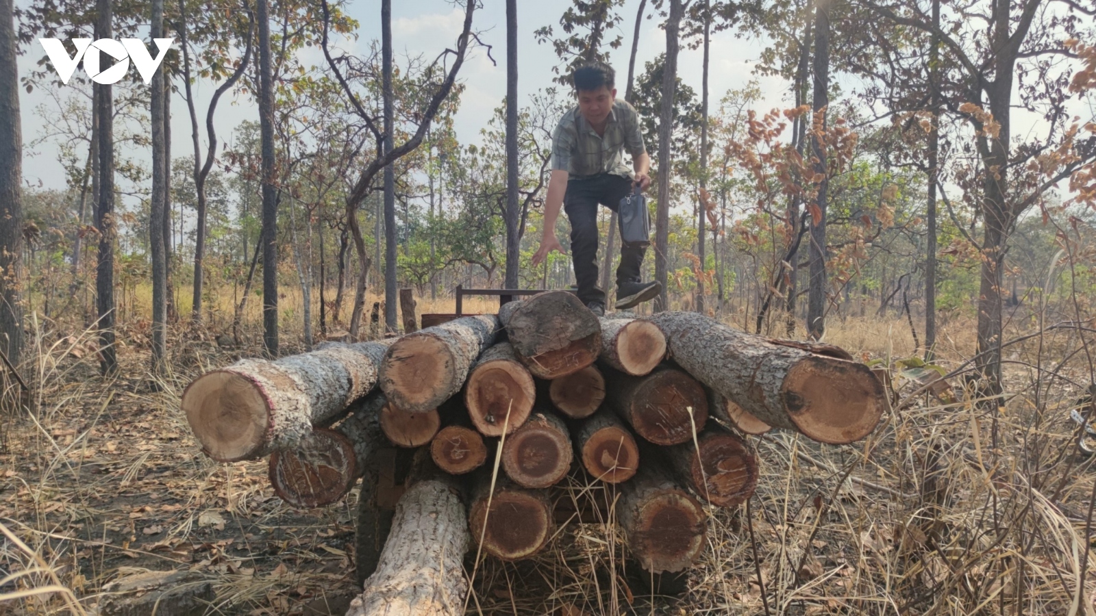 Khởi tố vụ phá rừng đêm 30 Tết ở Gia Lai