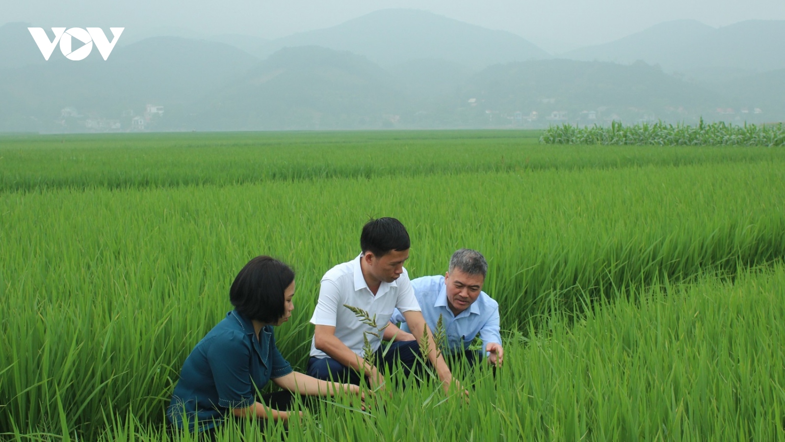 Nông dân Yên Bái tập trung chăm sóc, phòng trừ sâu bệnh vụ lúa xuân