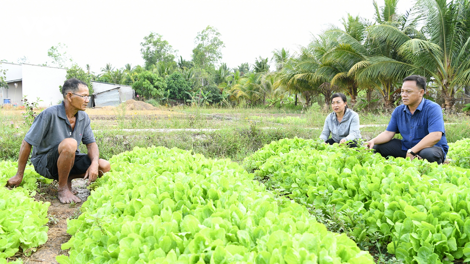 Mùa hạn mặn vẫn kiếm thu nhập khá nhờ chuyển đổi trồng màu ngắn ngày