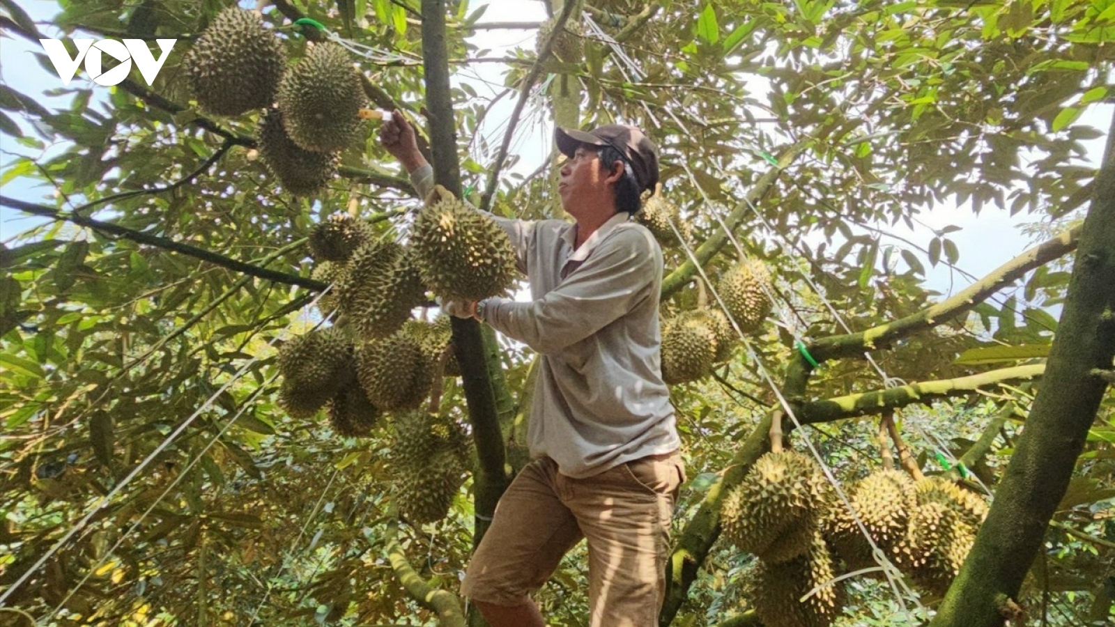 Đắk Lắk làm gì để gỡ rối quản lý chất lượng ngành hàng tỷ đô?