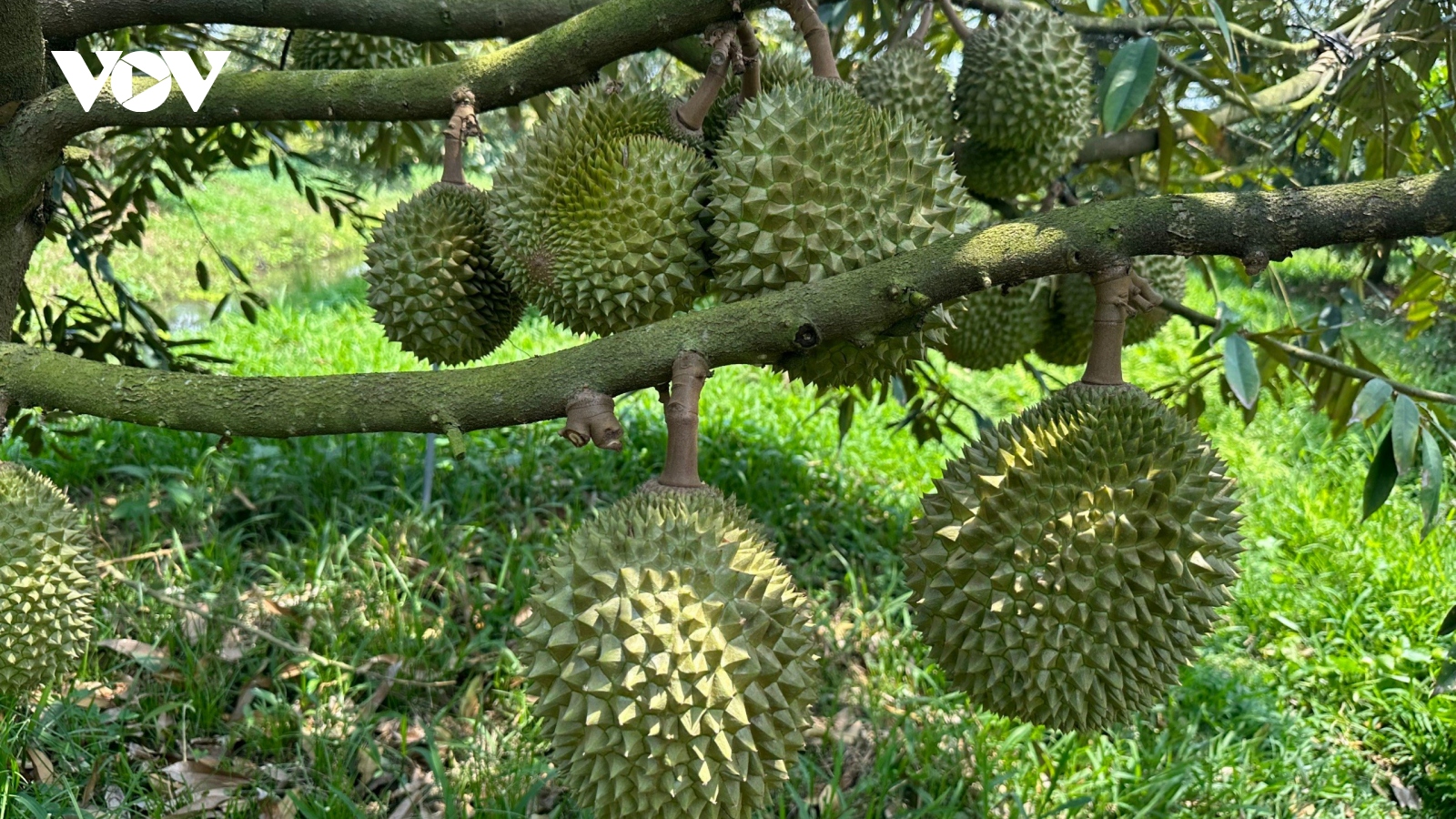 Liên kết để xây dựng thương hiệu sầu riêng phục vụ xuất khẩu