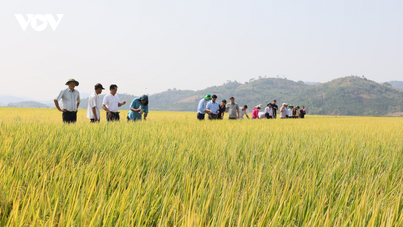 Nông dân Đắk Lắk tăng lợi nhuận từ sản xuất lúa xanh giảm phát thải